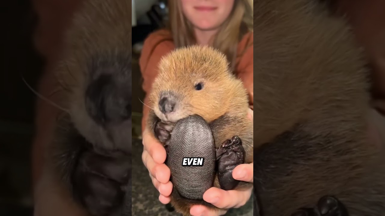 Бобры могут адаптироваться к жизни в воде очень скоро после рождения 