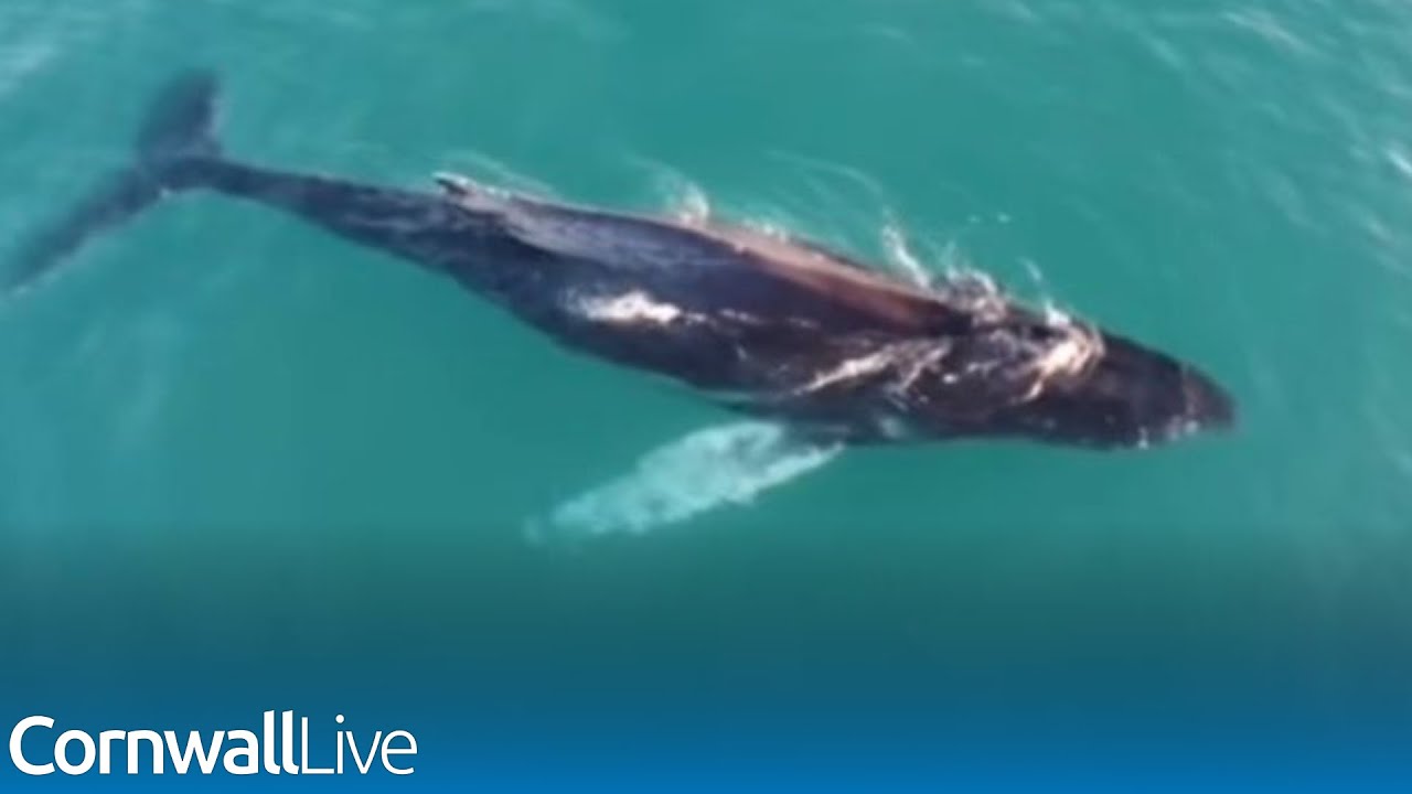 Incredible footage of humpback whales filmed off the Isles of Scilly ...