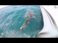 Whale shark قرش بهلول