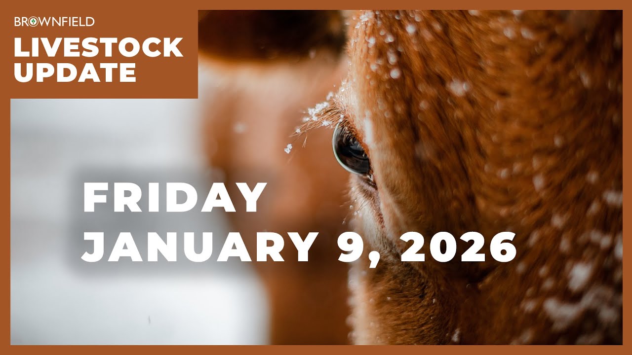 Цены на живых бычков почти на 30 долларов выше, чем в прошлом году | Еженедельный обзор рынка скота