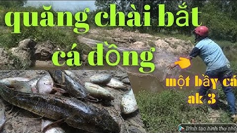 Con suối có nhiều cá đồng | quăng chài bắt được con cá lóc đồng và cá trê trắng – Nhàn1 vlog