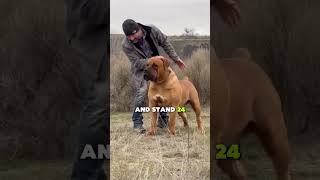 Boerboel: The Ultimate South African Guardian Dog
