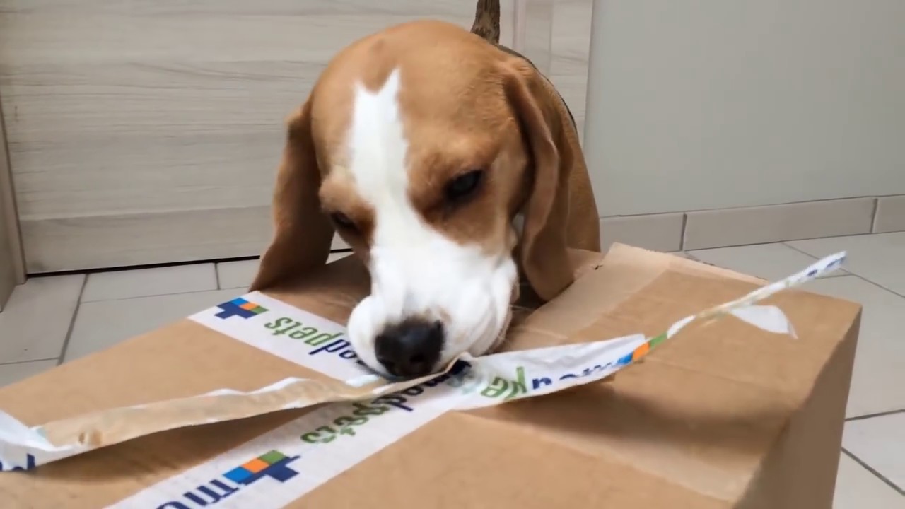 Funny Dog gets the SURPRISE of a LIFETIME! Funny BEagle Louie