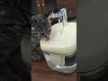 No More Dirty Water Bowls 🚫💦#cat #catlovers #catlife #shorts