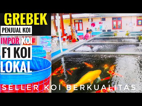 grebek-griya-koi!-penjual-ikan-koi-impor,koi-f1,koi-lokal-berkualitas-didepansar-bali-part1