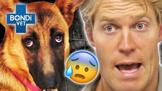 Facing Fears! - Most Terrifying Cases 😱 | Bondi Vet Compilation | Bondi Vet