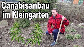 Achtung Kleingärtner – Für Euch Bleibt Canabisanbau Verboten!