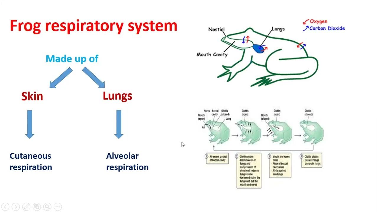 Grade 7 Respiration in Frog Biology YouTube
