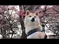 柴犬だいふくの花より昼寝 [ Shibainu Daifuku wiz Plum ]