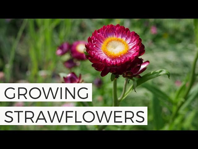 How to Grow: Strawflowers — Three Acre Farm