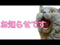 おしらせ　✕【おれ、ねこ】