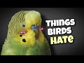 Things pet birds HATE and humans do! | care mistakes
