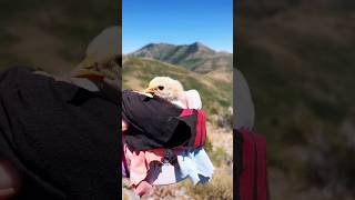 Dog + Baby Chick in the Stansbury Mountains 🐣🌿 | Nature ASMR