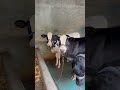 #funny #comedy #calf #cow #dairyherd #animals #brarandsandhudairyfarm #cowlover