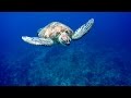 Swimming with Sea Turtles, Turtle Bay, Martinique. Caribbean sea.