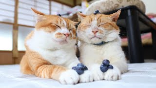 Download Lagu ブルーベリー のせ猫 250823 MP3 Download Lagu ブルーベリー のせ猫 250823 MP3