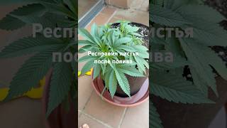 Зелёный рай на террасе 🌱✨