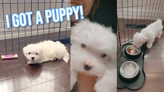 PICKING UP MY MALTESE PUPPY! i got a puppy :)