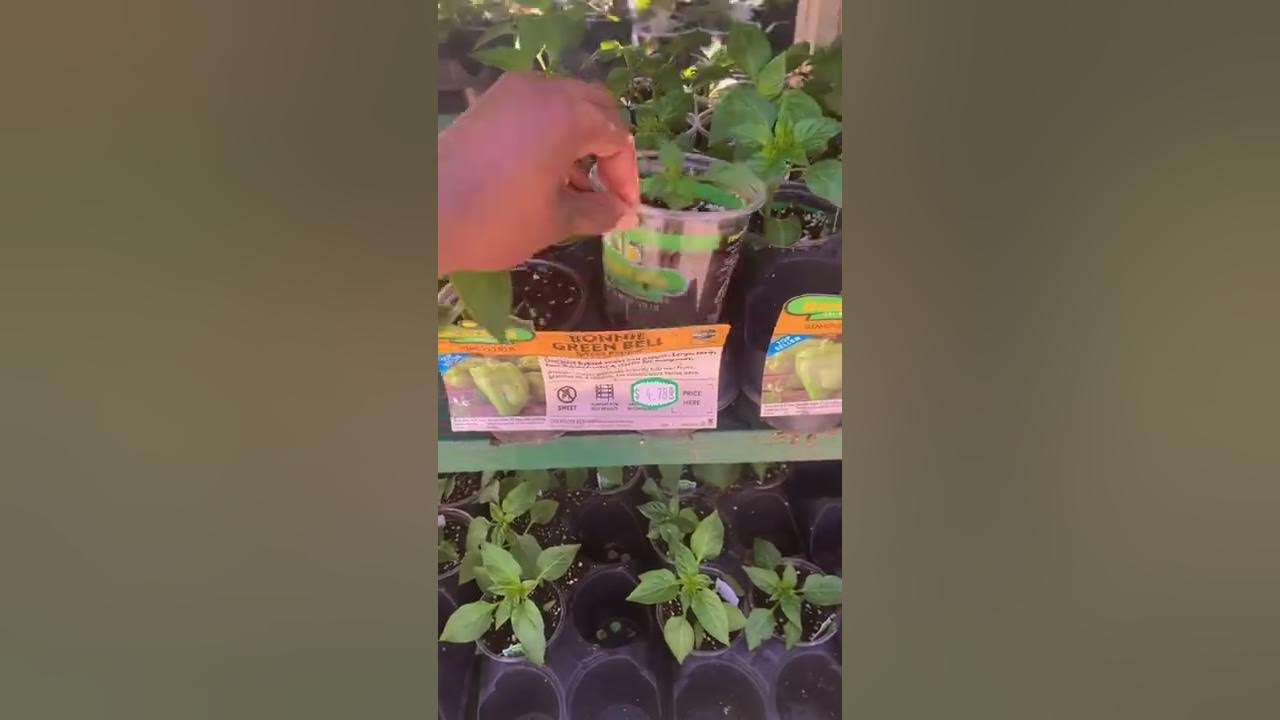 Grabbing some vegetables and herbs from Lowe’s YouTube