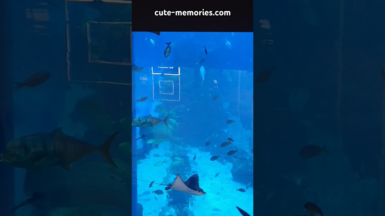 Dubai mall 🇦🇪 aquarium tank - Free outside view