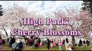 High Park Cherry Blossoms Toronto 2026 | Peak Bloom Sakura Tour 🌸
