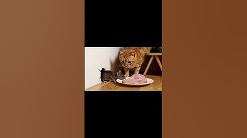 The cat’s trap team went way too far for a slice of meat .#gattinotrap #mewmew #gaticurioso