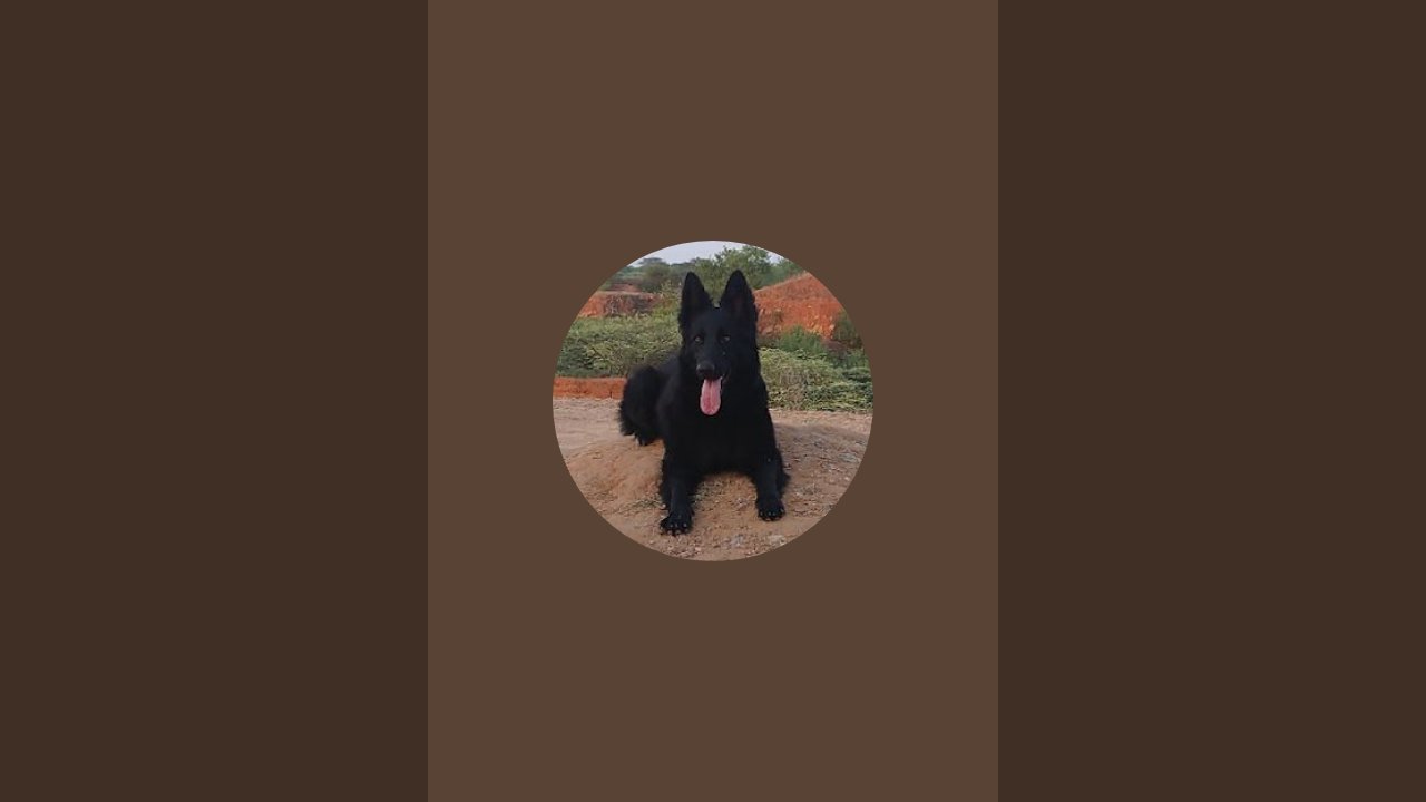 Dog training Live German Shepherd