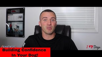 Confidence Training For Dogs -  4 Key Elements of Confidence Building In Your Dog