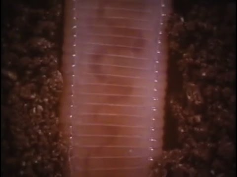 Потаенный мир почвы (Дождевые черви) Потаенный мир почвы (Дождевые черви)