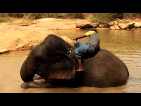 Part I - elephants bathing in India - Bannerghatta...