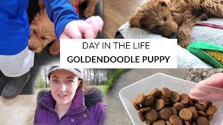 DAILY PUPPY ROUTINE | 12 week Goldendoodle Puppy