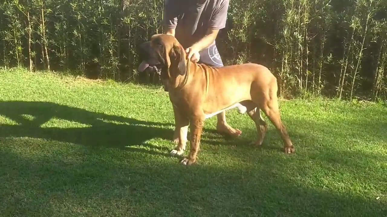 Fila Brasileiro - Favorito PM Sena Sene 