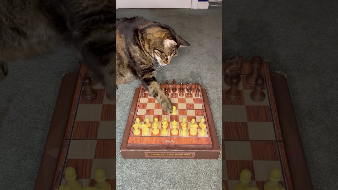 Can I Teach My Cat Chess? #shorts #chess #memes