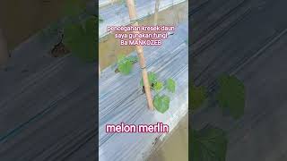 Melon merlin 15 hst