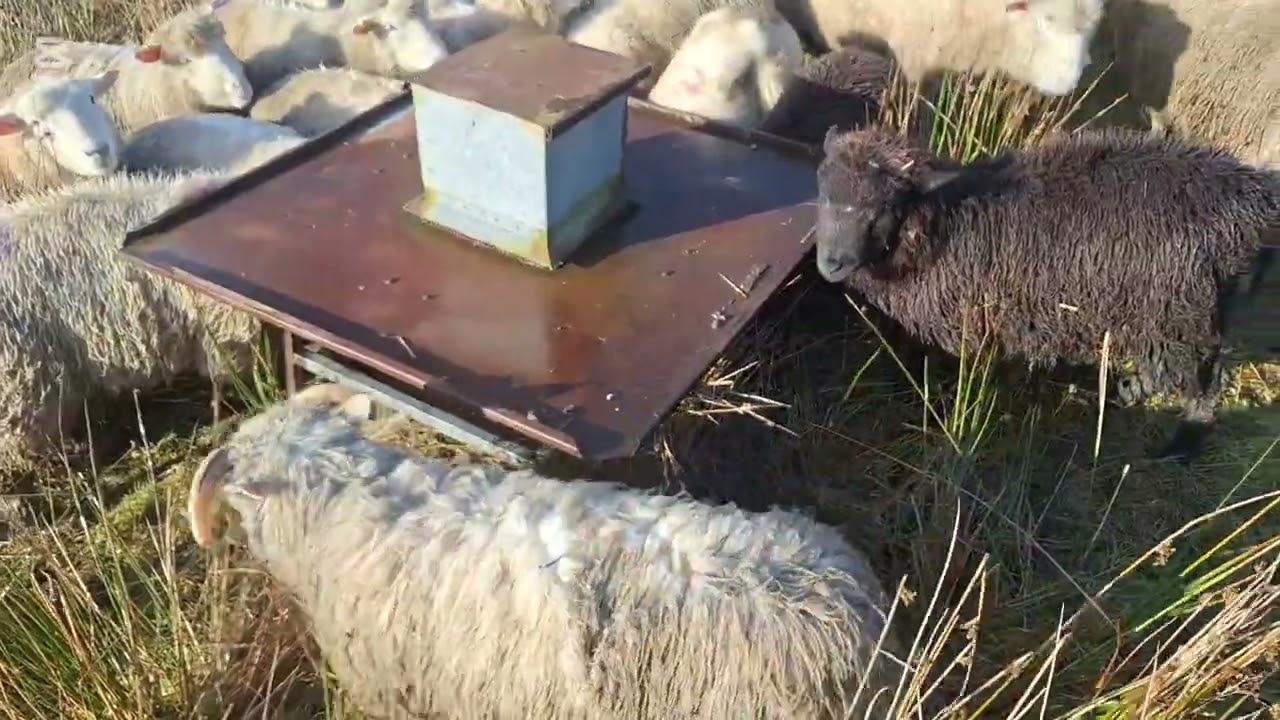 Tipping Along Through Winter | Ewes on the Move