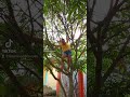 Yey trepada en el árbol de mango!