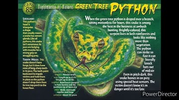 green tree python sound effects