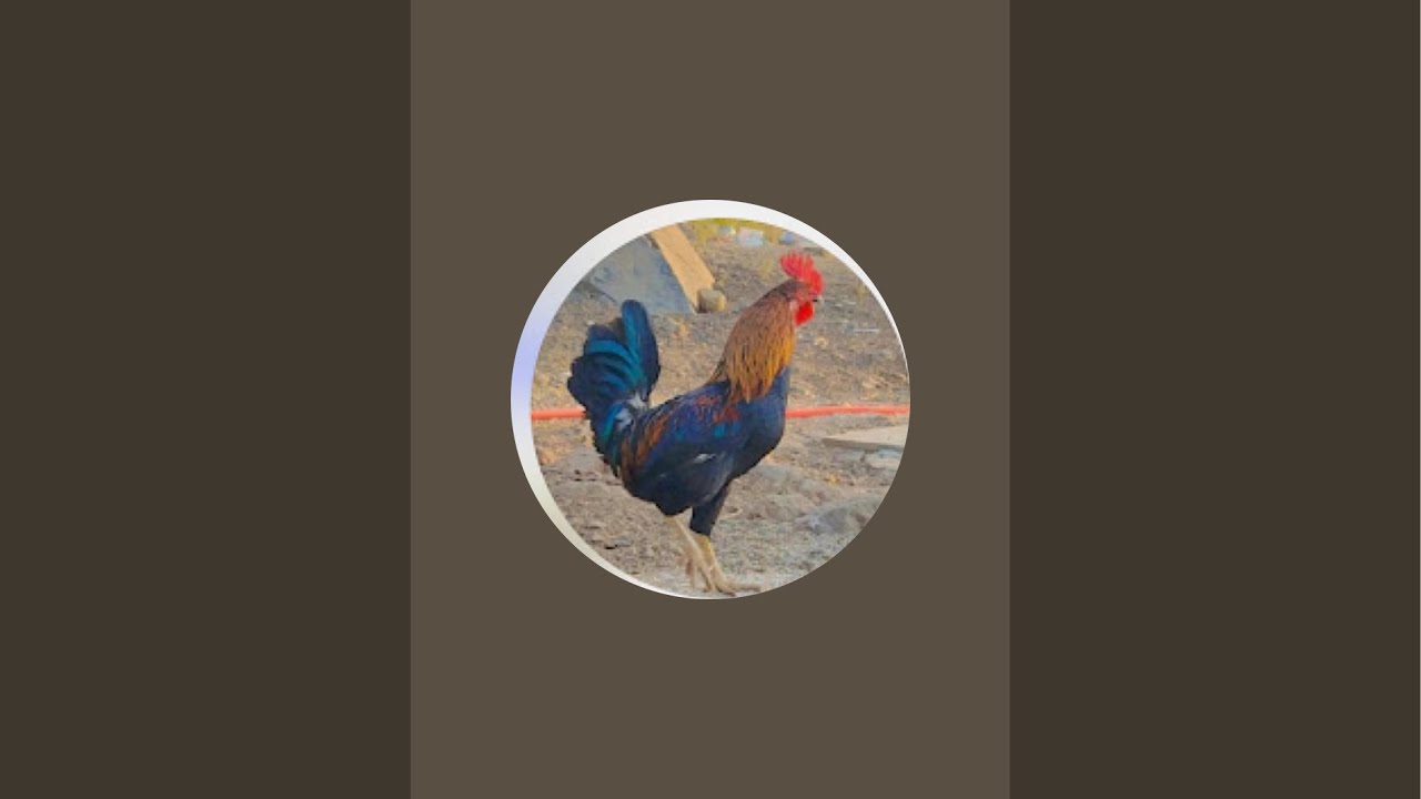 Tejas Rajout Tejas Rajput Gavran Farm is live #live #cricket #cricketlover #viral # ...