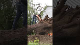 Salvaging Iowa’s biggest cherry tree