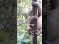 Are you an ORANGUFAN? #orangutans #animalrescue #conservation