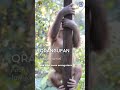 Are you an ORANGUFAN? #orangutans #animalrescue #conservation