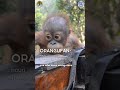 Are you an ORANGUFAN? #orangutans #animalrescue #conservation