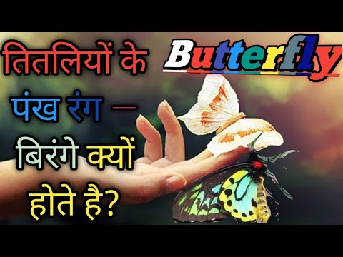 वीडियो: क्लियोमा। तितली के पंख