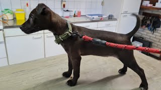 Bsl Shelby Walking To The Veterinarian To Get Her 12 Weeks Tail Jabs And Rabies Shot. Patterdale