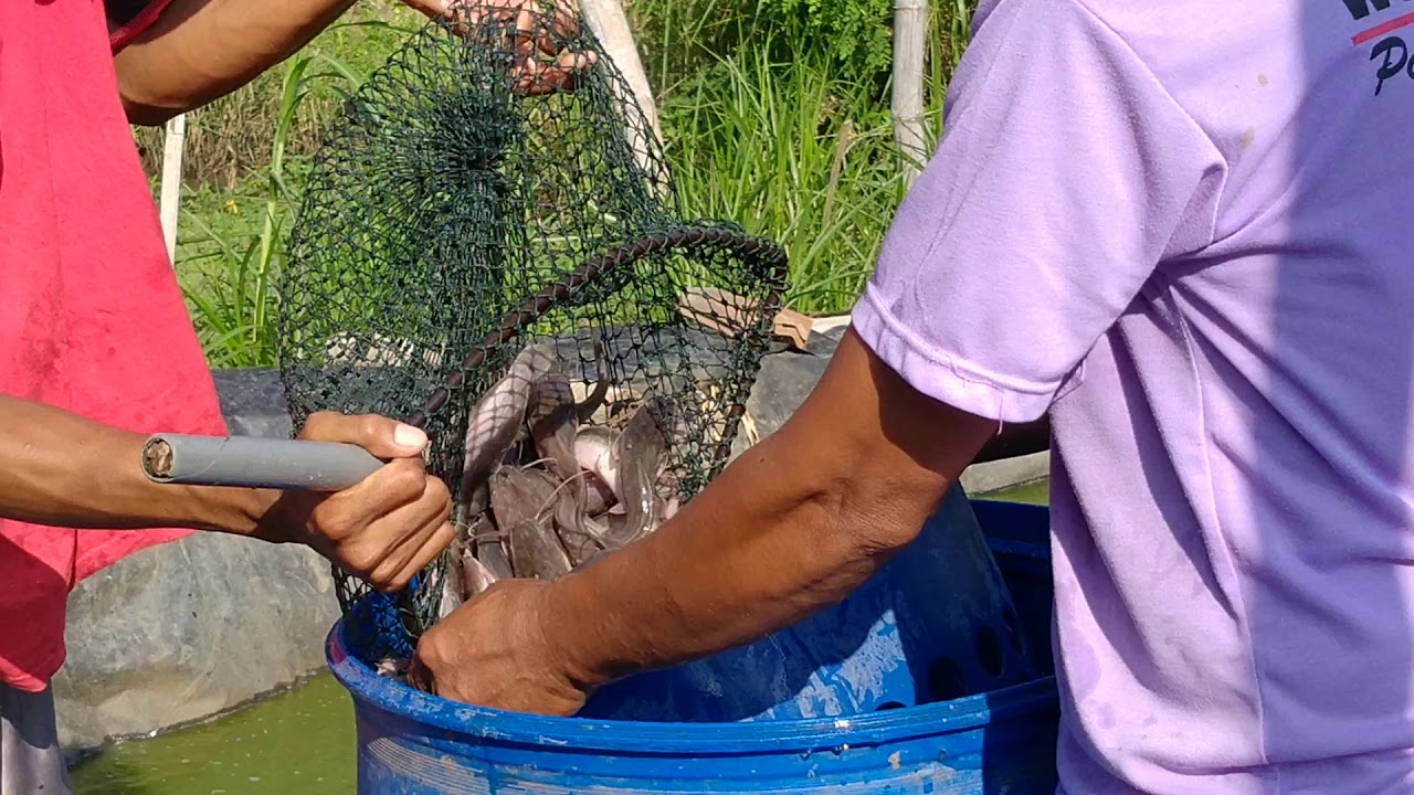Panen lele di kolam terpal. 