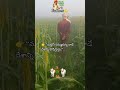 “మట్టిని నమ్ముకున్న వాడే దేశాన్ని పోషిస్తాడు.”#వ్యవసాయం#రైతు#రైతుజీవితం#అన్నదాత#పొలం#ytshorts#telugu