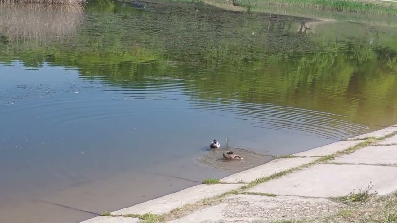 Lac Grădina Botanică - Iași 