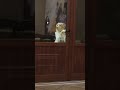 Open Up For The Dog! - #shorts #dogshorts #dogmemes #funnydogs #cutedogs #aww