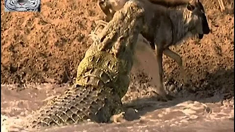 Como o crocodilo se protege no meio ambiente?