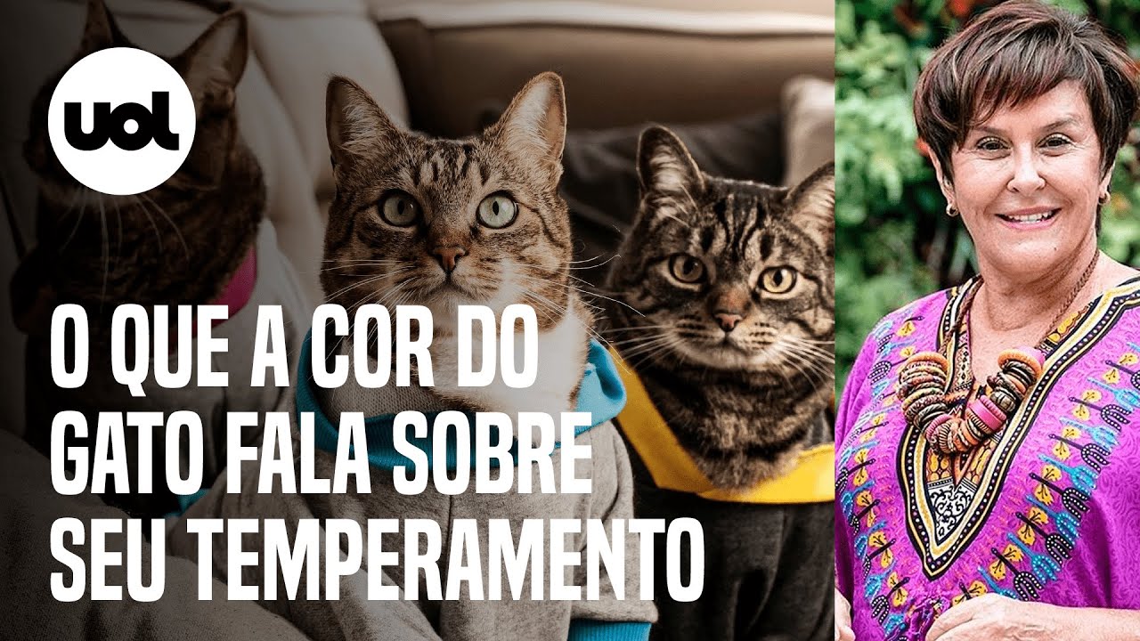 Além do gato preto: outras cores dos felinos têm significados espirituais -  31/08/2022 - UOL Universa